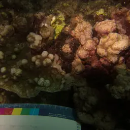 Pore Coral, photo 9