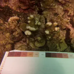 Pore Coral, photo 10