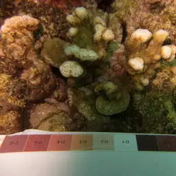 Pore Coral, photo 11