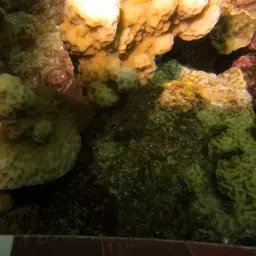 Pore Coral, photo 12