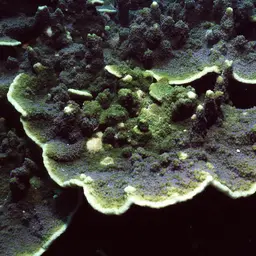 Pore Coral, photo 3