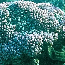Pore Coral, photo 1