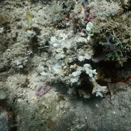 Pore Coral, photo 2