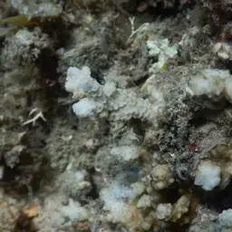Pore Coral, photo 3