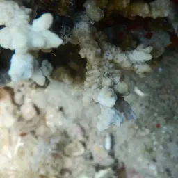Pore Coral, photo 4