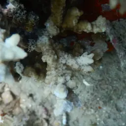Pore Coral, photo 5