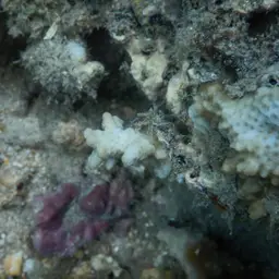 Pore Coral, photo 6