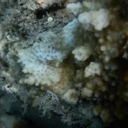 Pore Coral, photo 7