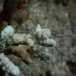 Pore Coral, photo 1