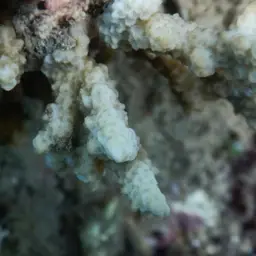 Pore Coral, photo 8