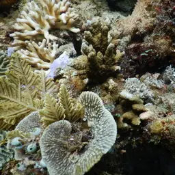 Pore Coral, photo 9