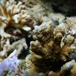 Pore Coral, photo 10