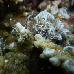 Pore Coral, photo 11