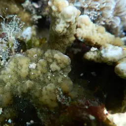Pore Coral, photo 12
