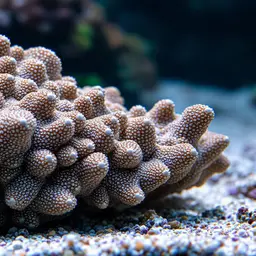 Pore Coral, photo 2