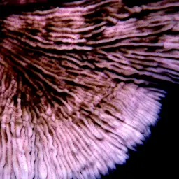 Pore Coral, photo 2