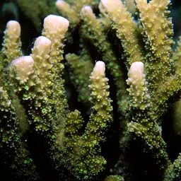 Pore Coral, photo 1