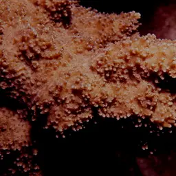 Pore Coral, photo 2