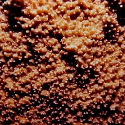 Pore Coral, photo 3