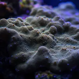 Pore Coral, photo 2