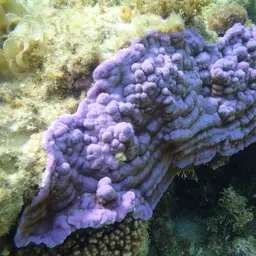 Pore Coral, photo 1