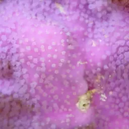Pore Coral, photo 2