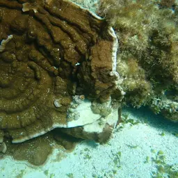 Pore Coral, photo 3