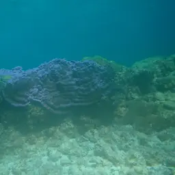 Pore Coral, photo 4