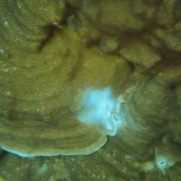 Pore Coral, photo 5