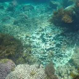Pore Coral, photo 6