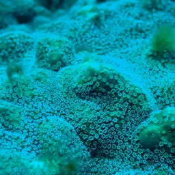 Pore Coral, photo 7