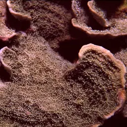 Monasteria Microporous Coral, photo 1