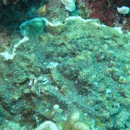 Monasteria Microporous Coral, photo 2