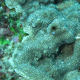 Monasteria Microporous Coral, photo 3