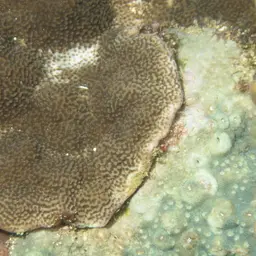 Monasteria Microporous Coral, photo 4