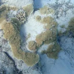 Monasteria Microporous Coral, photo 5