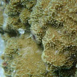 Monasteria Microporous Coral, photo 6