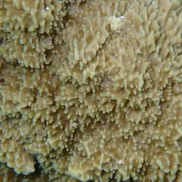 Monasteria Microporous Coral, photo 7