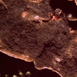 Monasteria Microporous Coral, photo 8