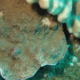 Monasteria Microporous Coral, photo 9