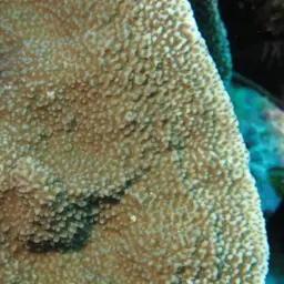 Monasteria Microporous Coral, photo 10