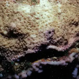 Monasteria Microporous Coral, photo 11