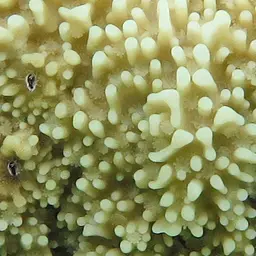 Monasteria Microporous Coral, photo 12