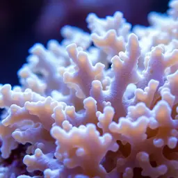Pore Coral, photo 1