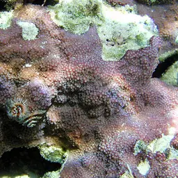 Pore Coral, photo 1