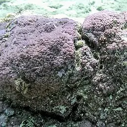 Pore Coral, photo 2