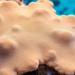 Pore Coral, photo 2