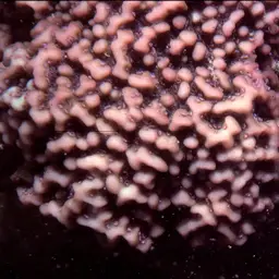 Pore Coral, photo 1