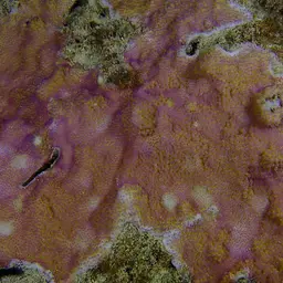 Pore Coral, photo 2