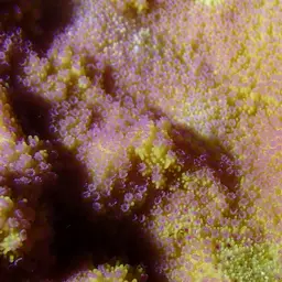 Pore Coral, photo 3